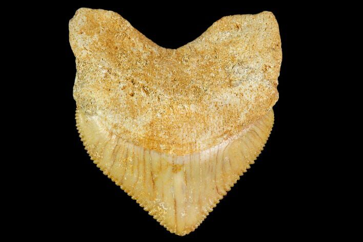 Fossil Crow Shark (Squalicorax) Tooth- Morocco #110087